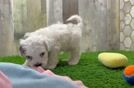 Adorable Shih Poo Poodle Mix Puppy