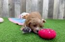 Cavapoo Puppy for Adoption