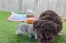 Havapoo Puppy for Adoption