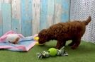 Meet Adora - our Mini Goldendoodle Puppy Video
