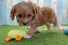 Sweet Cavapoo Baby