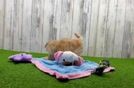 Meet Francine - our Maltipoo Puppy Video