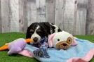 Cute Cocker Spaniel Purebred Puppy
