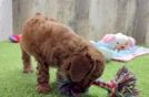 Meet Dak - our Poodle Puppy Video