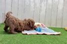 Cavapoo Puppy for Adoption