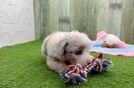 Mini Aussiedoodle Pup Being Cute