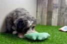 Adorable Mini Bernesedoodle Poodle Mix Puppy