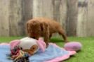 Hypoallergenic Mini Goldiepoo Poodle Mix Puppy