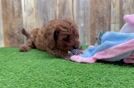 Meet Unity - our Cavapoo Puppy Video