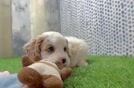 Small Cavapoo Baby