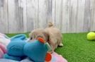 Maltipoo Pup Being Cute