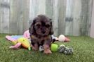 Meet Zaza - our Cavapoo Puppy Video