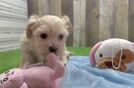 Maltipoo Puppy for Adoption