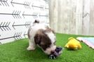 Havapoo Pup Being Cute