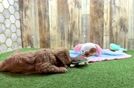 Meet Zenith - our Cavapoo Puppy Video