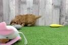Meet Pocahontas - our Cavapoo Puppy Video
