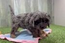 Friendly Cavapoo Baby