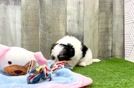 Adorable Maltepoo Poodle Mix Puppy