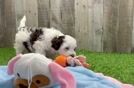 Little Havadoodle Poodle Mix Puppy