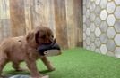 Friendly Cavapoo Baby