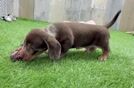 Cute Dachshund Purebred Pup