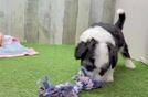 Aussiechon Puppy for Adoption