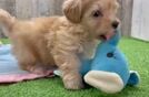 Adorable Maltidoodle Poodle Mix Puppy