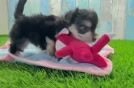 Morkie Puppy for Adoption