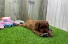 Meet Alera - our Cavapoo Puppy Video