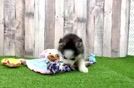 Best Pomsky Baby