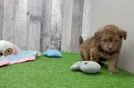 Meet Carlos - our Havapoo Puppy Video