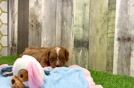Cavapoo Pup Being Cute