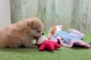 Pomachon Puppy for Adoption