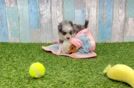 Mini Aussiedoodle Pup Being Cute