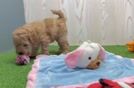Mini Goldendoodle Puppy for Adoption