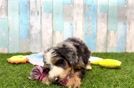 Fluffy Mini Bernedoodle Poodle Mix Pup