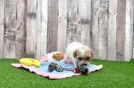 Meet Ravonna - our Poodle Puppy Video