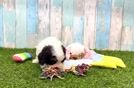 Fluffy Cavachon Designer Pup