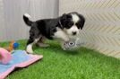 Energetic Bernese Doodle Poodle Mix Puppy