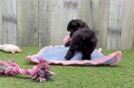 Meet Lawson - our Maltipoo Puppy Video