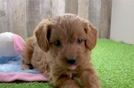 Best Cavapoo Baby