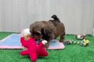 Adorable Shihpoo Poodle Mix Puppy