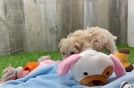 Popular Maltipoo Poodle Mix Pup