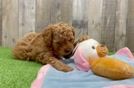 Sweet Cavapoo Baby