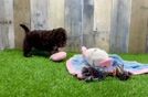 Meet Belize - our Cockapoo Puppy Video