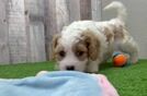 Cavachon Pup Being Cute