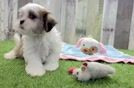 Teddy Bear Puppy for Adoption