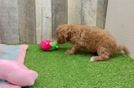 Cavapoo Puppy for Adoption