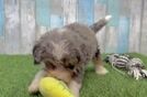 Small Mini Bernedoodle Baby