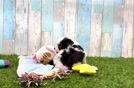 Best Cavachon Baby